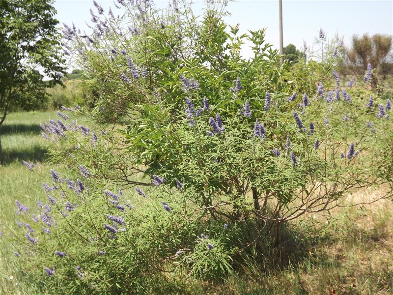 Vitex agnus-castus / Agnocasto